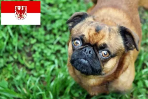Scopri di più sull'articolo Allevatori di Petit Brabançon e cuccioli a Brandeburgo