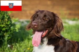 Scopri di più sull'articolo Piccolo allevatore di Münsterländer e cuccioli in Turingia