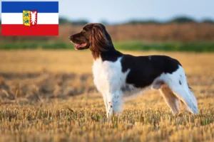 Scopri di più sull'articolo Piccolo allevatore di Münsterländer e cuccioli in Schleswig-Holstein
