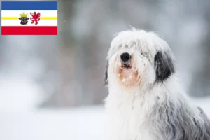 Scopri di più sull'articolo Allevatori e cuccioli PON in Meclemburgo-Pomerania Anteriore