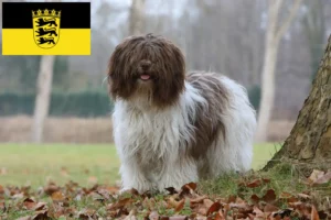 Scopri di più sull'articolo Allevatori di Schapendoes e cuccioli in Baden-Württemberg