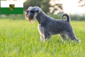 Scopri di più sull'articolo Allevatori di Schnauzer e cuccioli in Sassonia