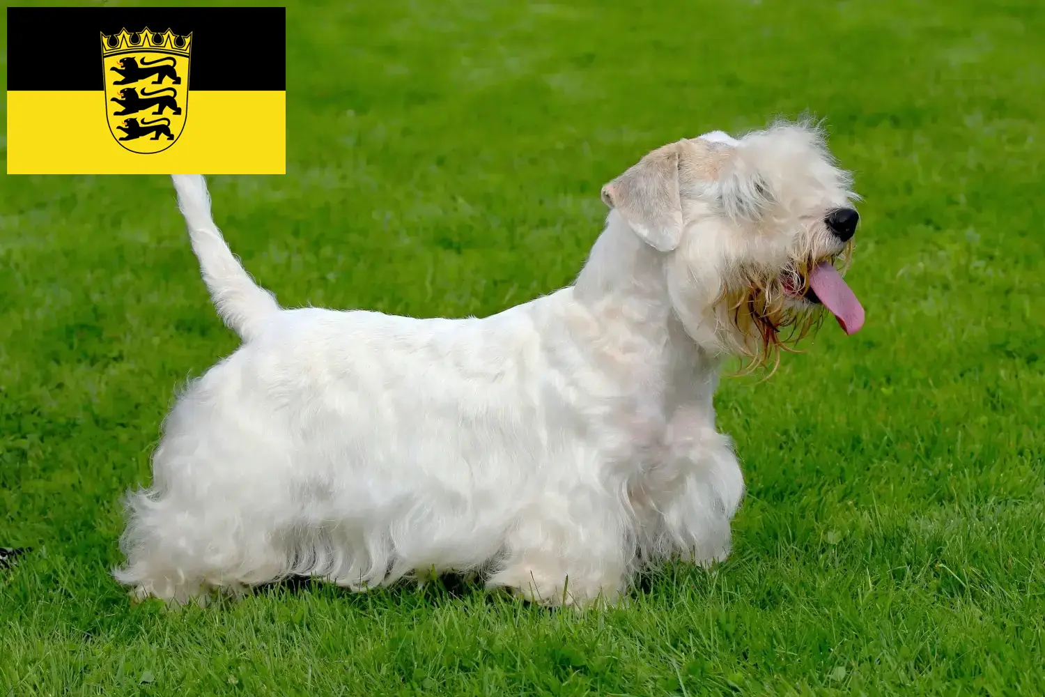 Cuccioli di Sealyham Terrier e allevatori Baden-Württemberg Trova qui gli allevatori di Sealyham Terrier nel Baden-Württemberg.