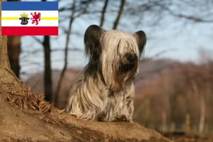 Scopri di più sull'articolo Allevatori di Skye Terrier e cuccioli in Meclemburgo-Pomerania Anteriore