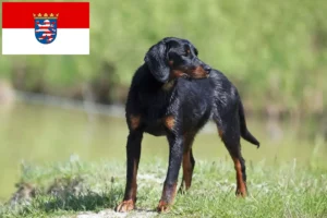 Scopri di più sull'articolo Allevatori di Slovenský kopov e cuccioli in Hessen