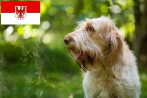 Scopri di più sull'articolo Allevatori di Spinone Italiano e cuccioli a Brandeburgo
