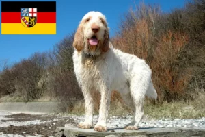 Scopri di più sull'articolo Allevatori di Spinone Italiano e cuccioli in Saarland