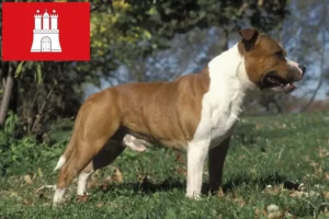 Scopri di più sull'articolo Allevatori di Staffordshire Bull Terrier e cuccioli a Amburgo