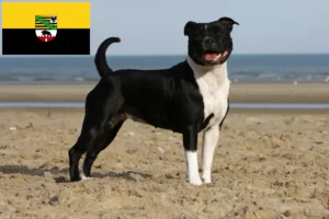 Scopri di più sull'articolo Allevatori di Staffordshire Bull Terrier e cuccioli in Sassonia-Anhalt