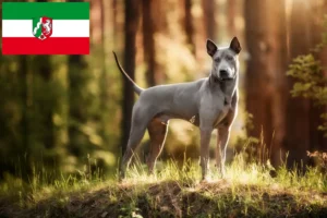 Scopri di più sull'articolo Allevatori di Thai Ridgeback e cuccioli in Nord Reno-Westfalia