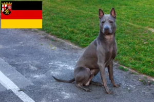 Scopri di più sull'articolo Allevatori di Thai Ridgeback e cuccioli in Renania-Palatinato