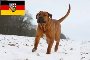 Scopri di più sull'articolo Allevatori di Tosa e cuccioli in Saarland