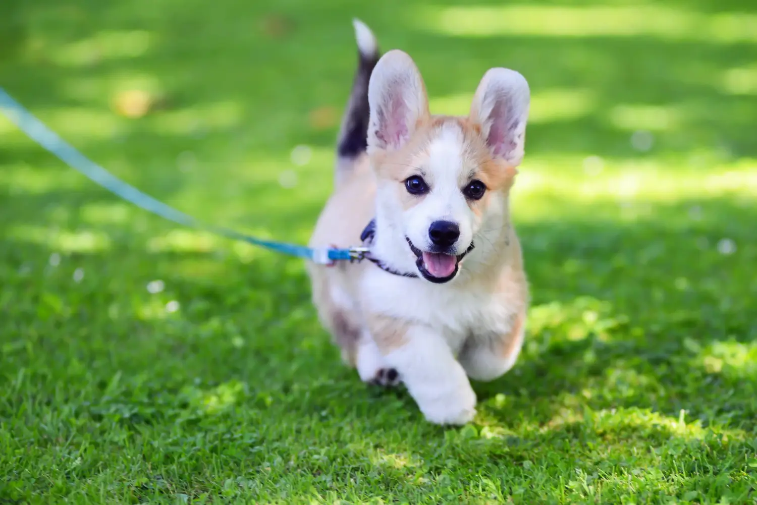 Acquistare un cucciolo di Welsh Corgi significa assumersi delle responsabilità! Comprare cuccioli di Welsh Corgi.