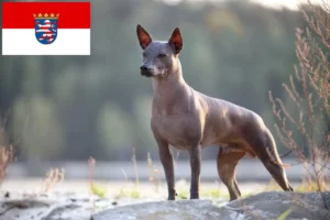 Scopri di più sull'articolo Allevatori di Xolo e cuccioli in Hessen