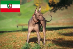 Scopri di più sull'articolo Allevatori di Xolo e cuccioli in Nord Reno-Westfalia