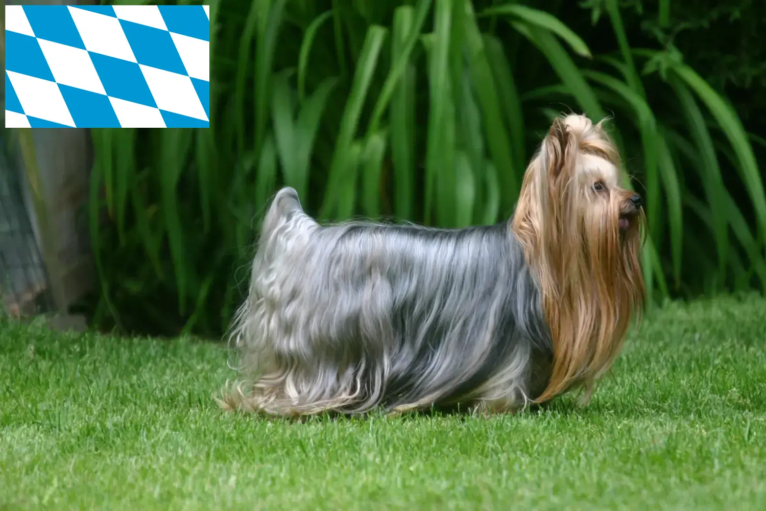 Cuccioli di Yorkshire Terrier e allevatore Bavaria Qui potete trovare allevatori di Yorkshire Terrier in Baviera.