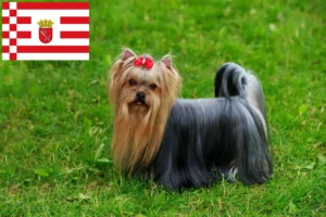 Scopri di più sull'articolo Allevatori di Yorkshire Terrier e cuccioli a Brema