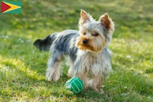 Scopri di più sull'articolo Allevatori di Yorkshire Terrier e cuccioli in Guyana