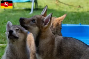 Scopri di più sull'articolo Allevatori di cani da compagnia Sylvan e cuccioli in Bassa Sassonia
