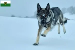 Scopri di più sull'articolo Allevatori di cani da compagnia Sylvan e cuccioli in Sassonia