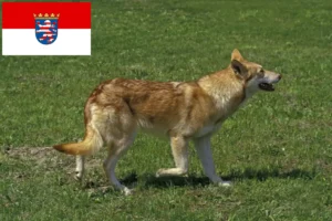 Scopri di più sull'articolo Allevatori di Saarloos Wolfhound e cuccioli in Assia