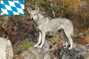 Scopri di più sull'articolo Allevamenti e cuccioli di Saarloos Wolfhound in Baviera