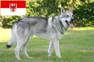 Scopri di più sull'articolo Allevatori di cani lupo Saarloos e cuccioli in Brandeburgo