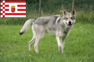 Scopri di più sull'articolo Allevatori di cani lupo Saarloos e cuccioli a Brema
