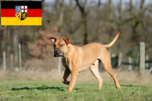 Scopri di più sull'articolo Allevatori di Boerboel e cuccioli in Saarland