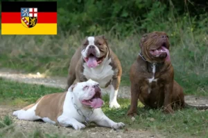 Scopri di più sull'articolo Allevatore di Bulldog Inglese e cuccioli in Saarland