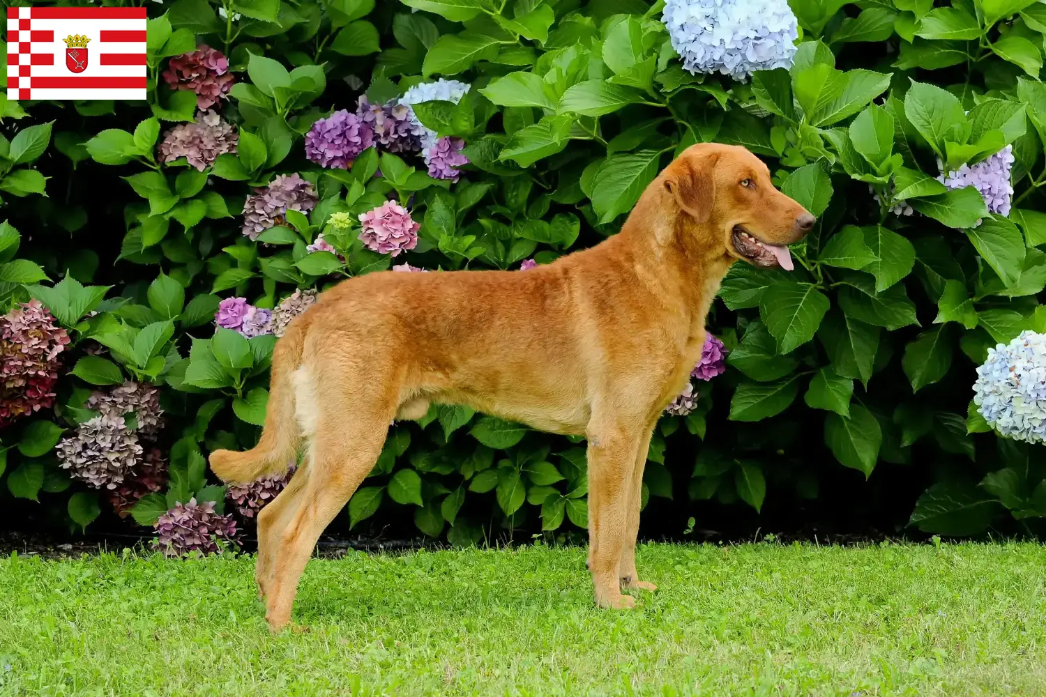 Cuccioli di Chesapeake Bay Retriever e allevatori Bremen Trova gli allevatori di Chesapeake Bay Retriever a Brema.