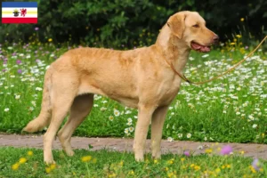 Scopri di più sull'articolo Allevatori di Chesapeake Bay Retriever e cuccioli in Mecklenburg-Vorpommern