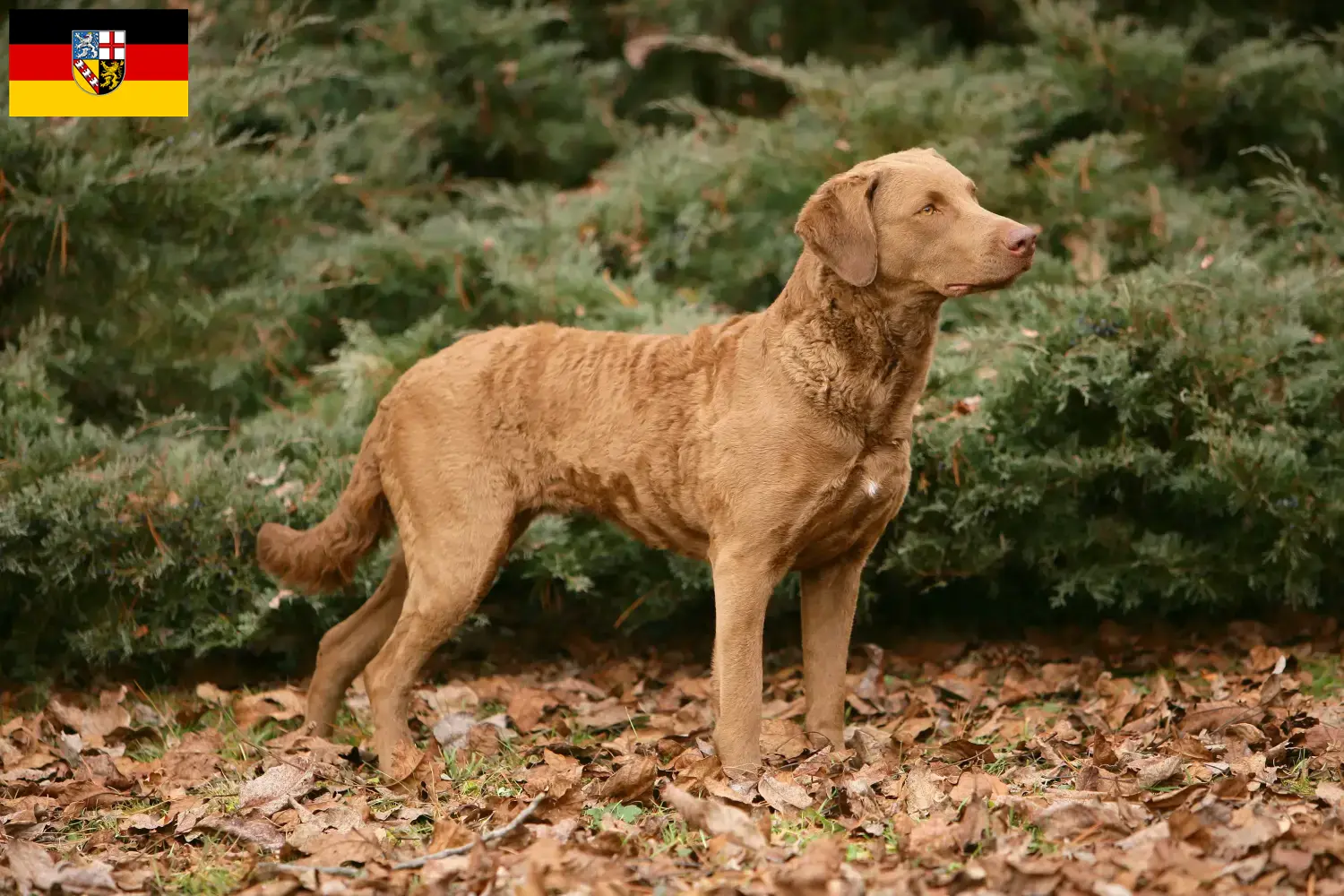 Cuccioli di Chesapeake Bay Retriever e allevatori Saarland Qui potete trovare allevatori di Chesapeake Bay Retriever im Saarland.