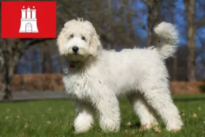Scopri di più sull'articolo Allevatori di Labradoodle australiani e cuccioli a Amburgo