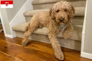 Scopri di più sull'articolo Allevatori di Labradoodle australiani e cuccioli a Brandeburgo