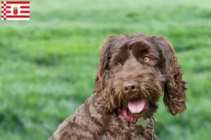 Scopri di più sull'articolo Allevatore di Labradoodle australiani e cuccioli a Brema