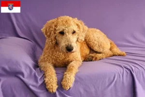 Scopri di più sull'articolo Allevatori di Labradoodle australiani e cuccioli in Hessen