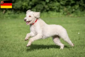 Scopri di più sull'articolo Allevatori di Labradoodle australiani e cuccioli in Renania-Palatinato