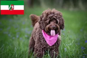 Scopri di più sull'articolo Allevatori di Labradoodle australiani e cuccioli in Nord Reno-Westfalia