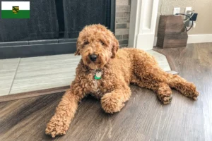 Scopri di più sull'articolo Allevatori di Labradoodle Australiani e cuccioli in Sassonia