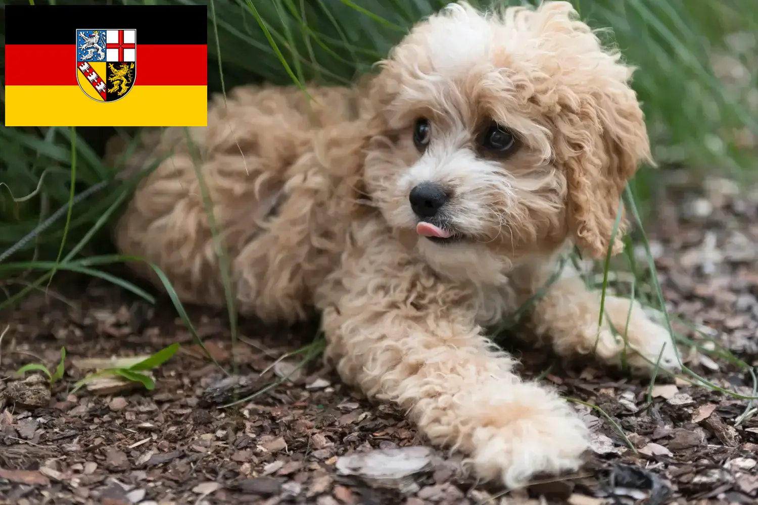 Cuccioli di Maltipoo e allevatori Saarland Qui potete trovare allevatori di Maltipoos im Saarland.
