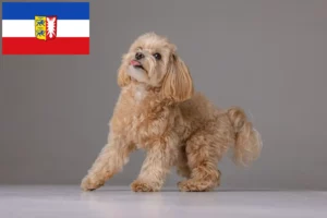 Scopri di più sull'articolo Allevatori di Maltipoo e cuccioli a Schleswig-Holstein