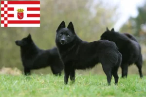 Scopri di più sull'articolo Allevatori di Schipperke e cuccioli a Brema