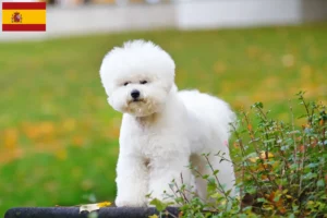Scopri di più sull'articolo Allevatori di Bichon Frisé e cuccioli in Spagna