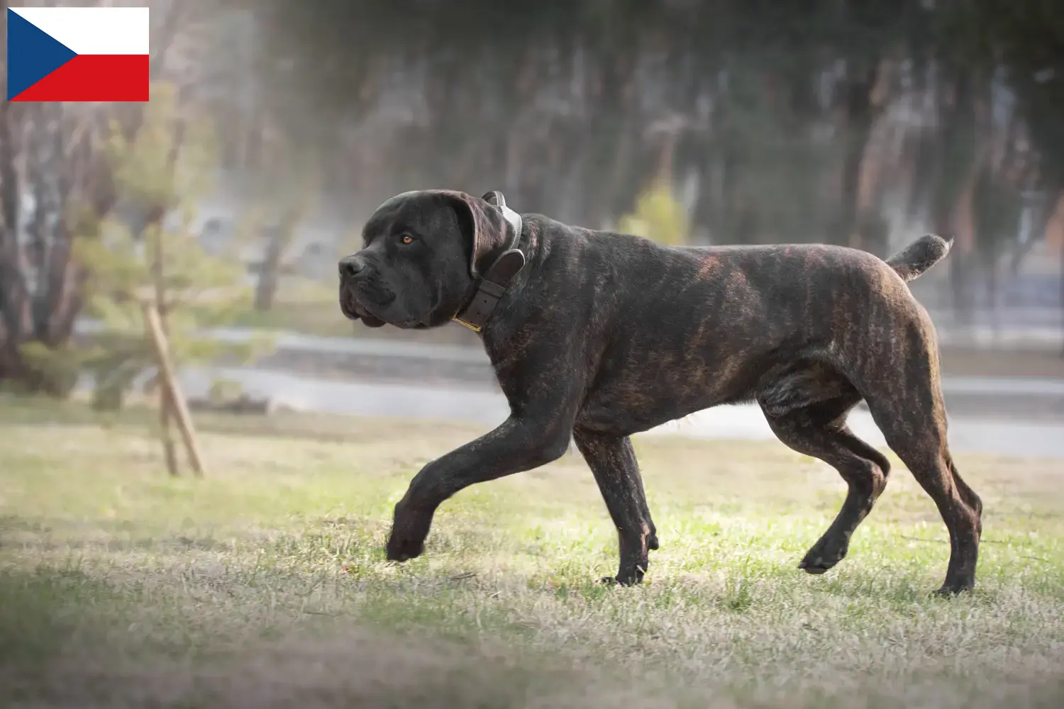 Cuccioli di Boerboel e allevatori Repubblica Ceca Qui potete trovare gli allevatori di Boerboels in Repubblica Ceca.