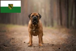 Scopri di più sull'articolo Allevatori di Boerboel e cuccioli in Sassonia