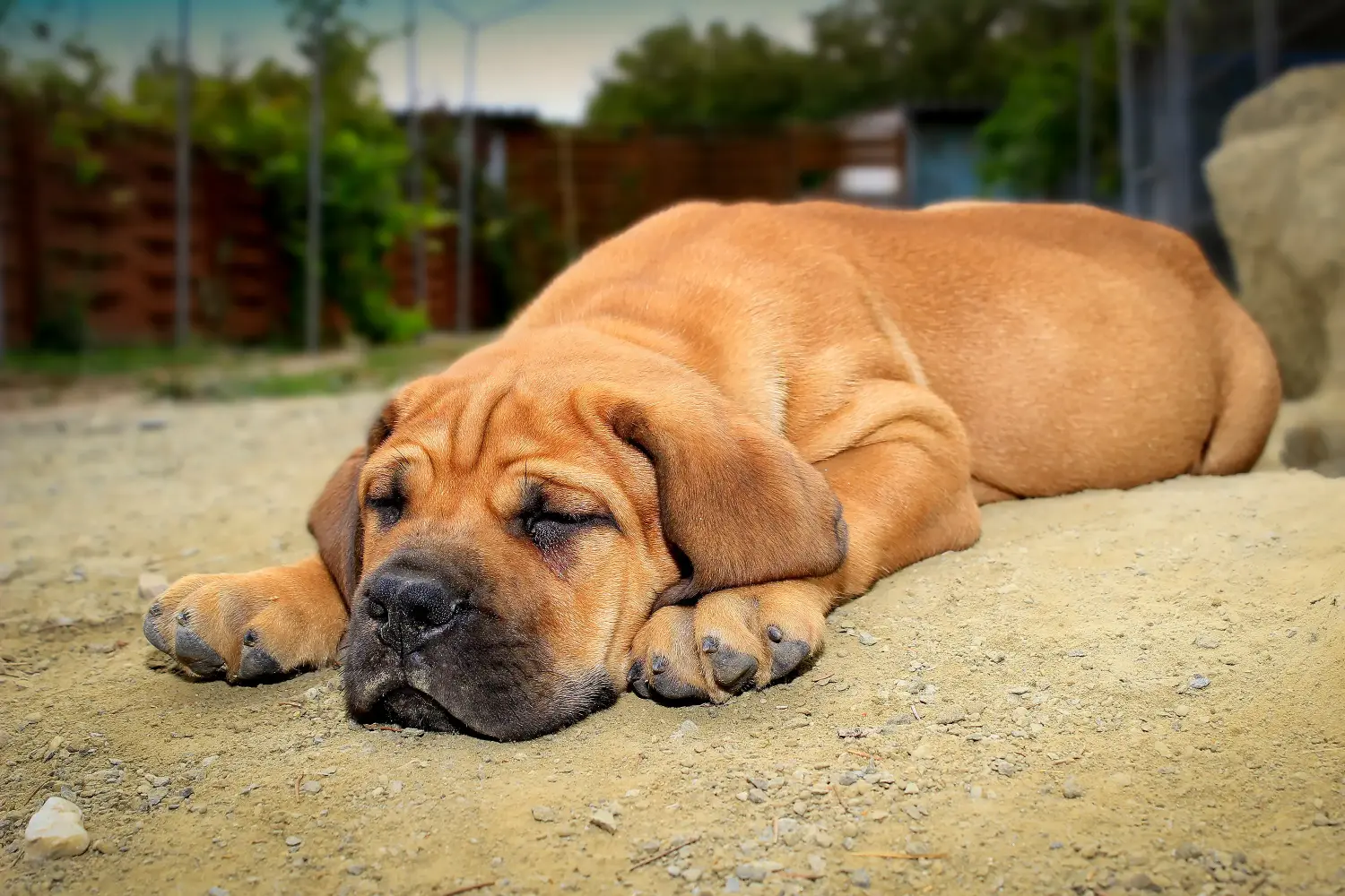 Acquistare un cucciolo di Boerboel significa assumersi delle responsabilità! Comprare cuccioli di Boerboel.