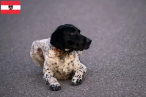 Scopri di più sull'articolo Allevatori di Braque d’Auvergne e cuccioli in Austria