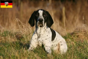 Scopri di più sull'articolo Allevatori di Braque d’Auvergne e cuccioli in Saarland