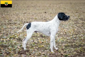 Scopri di più sull'articolo Allevatori di Braque d’Auvergne e cuccioli in Sassonia-Anhalt